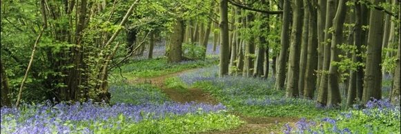 Wytham Genome Project banner