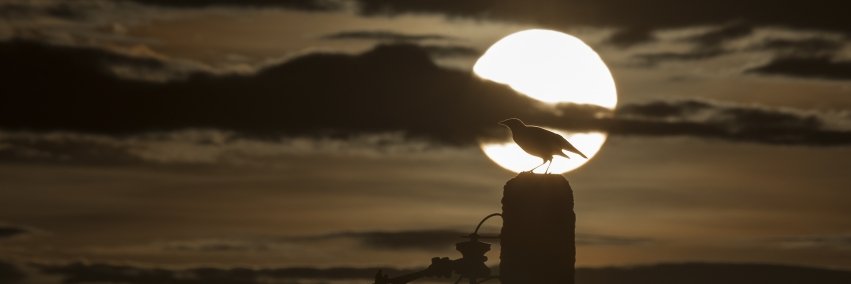 taiff226's profile banner image
