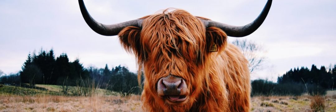 Paula Pflitsch banner