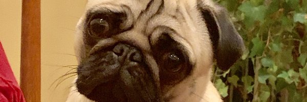 LiteraryPug Profile Banner