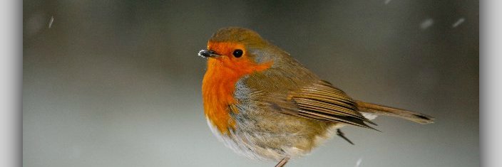 ElizShields's profile banner image