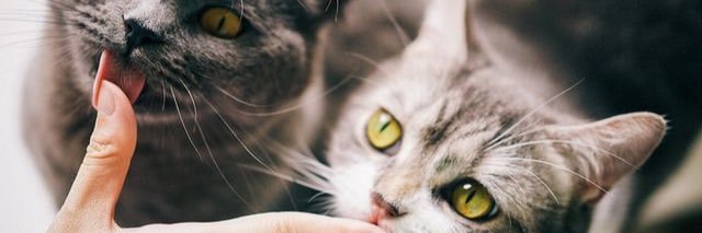 Hidden hedgehog🇫🇷 banner