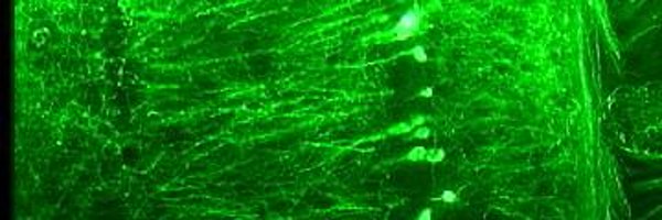 LabPallas Profile Banner