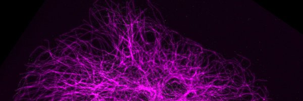 KaverinaLab Profile Banner