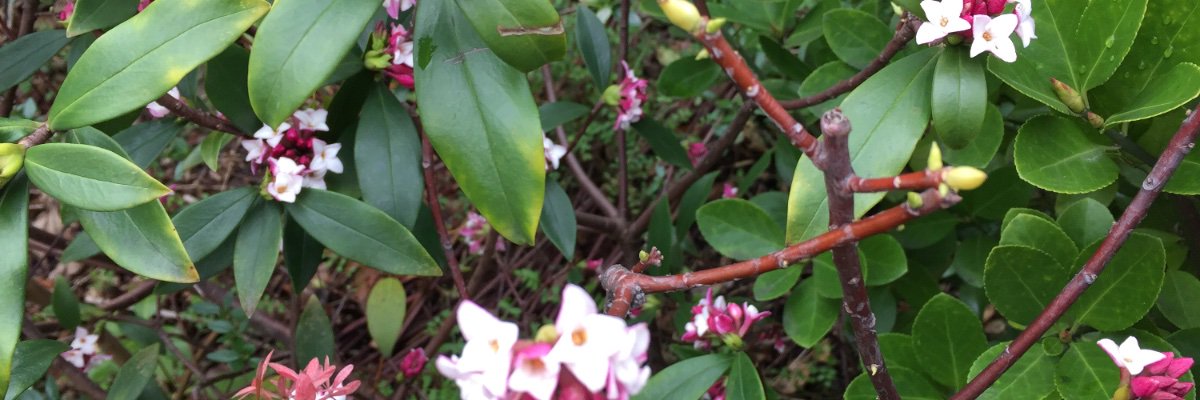 springtimeriver's profile banner image