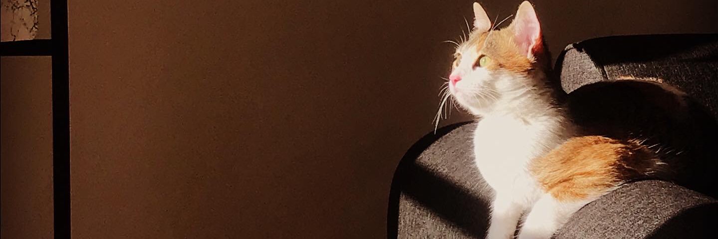 pelinerdir's profile banner image