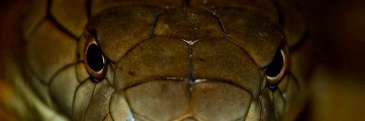 Mr_snakeman's profile banner image