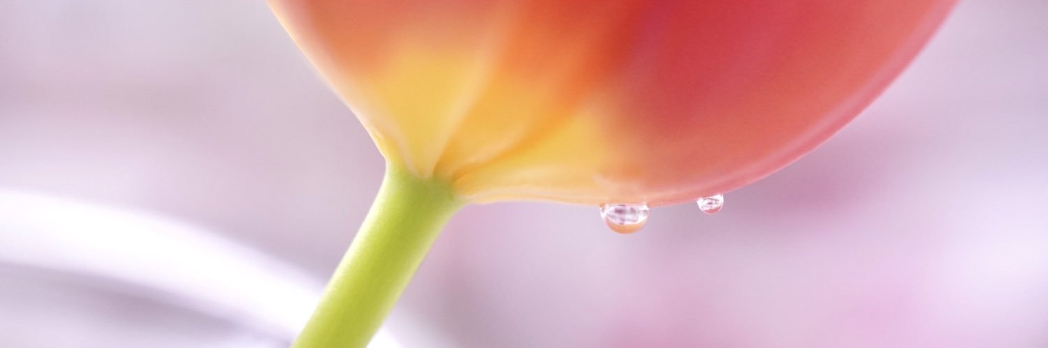 MiSoPPo's profile banner image