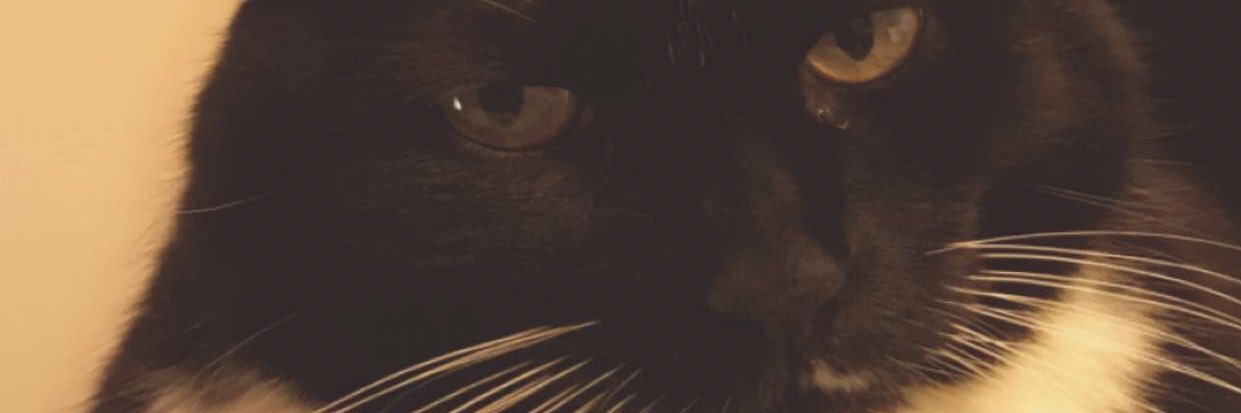 Tyler_Kisiel's profile banner image