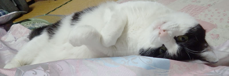 はらいそ's banner