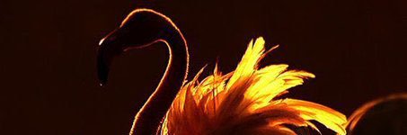 DANLANOFFICIAL1's profile banner image