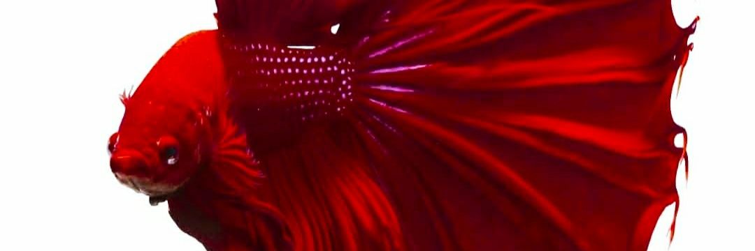 FARABIᅠᅠᅠᅠᅠᅠᅠᅠᅠᅠᅠᅠᅠᅠᅠᅠᅠᅠᅠᅠᅠᅠᅠᅠᅠᅠᅠᅠᅠᅠᅠᅠᅠᅠᅠᅠᅠᅠᅠ banner