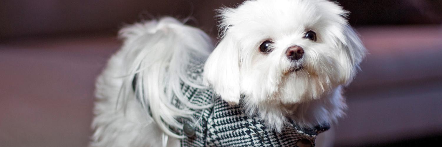 MiloMeetsWorld banner