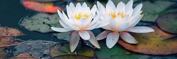 puji_krish's profile banner image