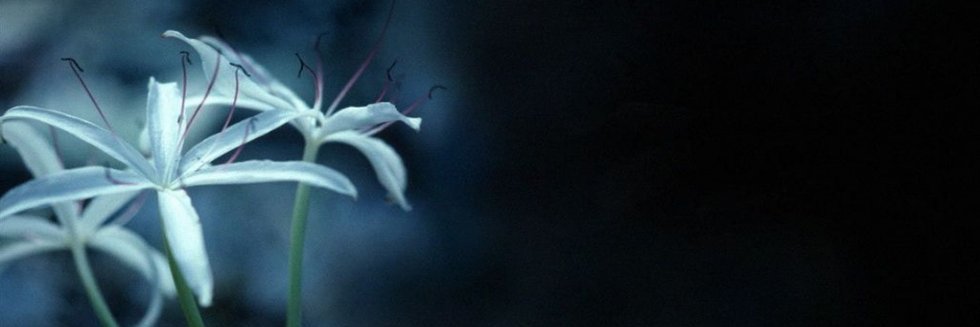 EvocativeParfum's profile banner image