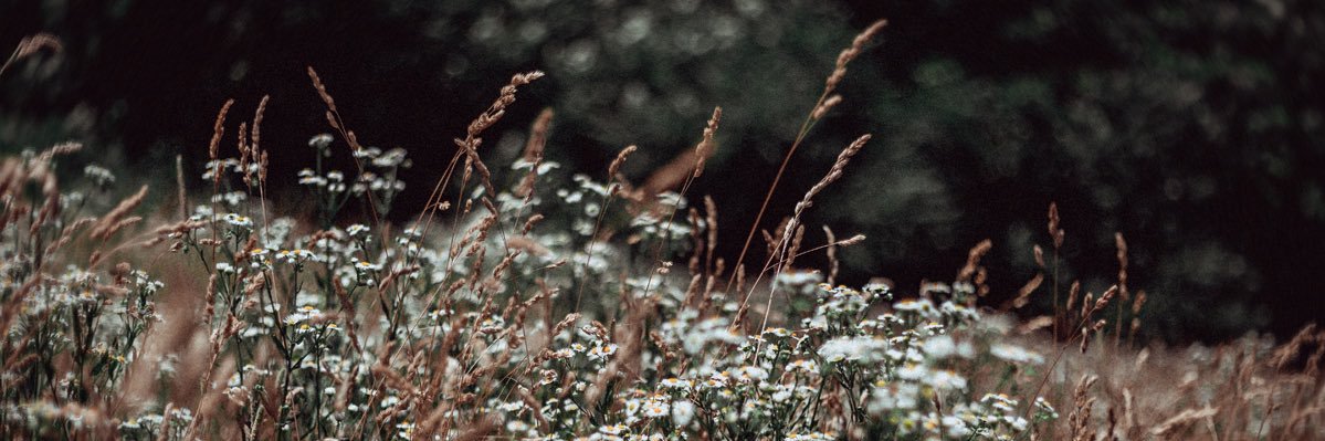 Vozdra 📷 banner