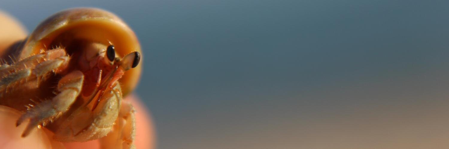 eesheepo's profile banner image
