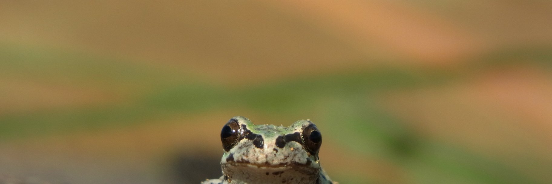 おなすしやばこ banner