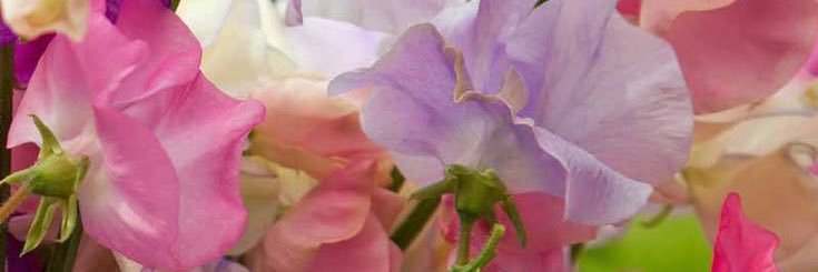 terry_cafe808's profile banner image