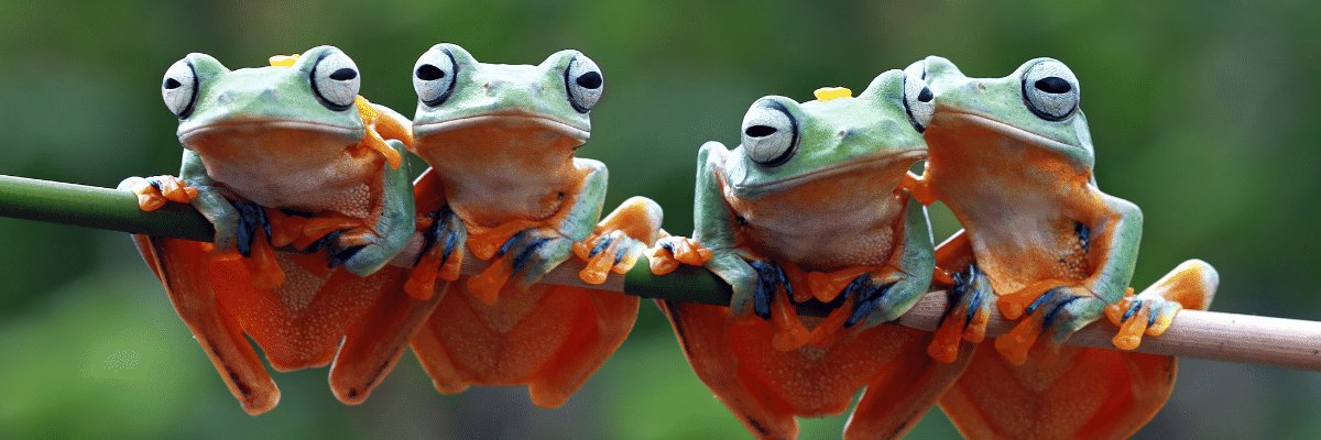 RedAndBlackFrog's profile banner image