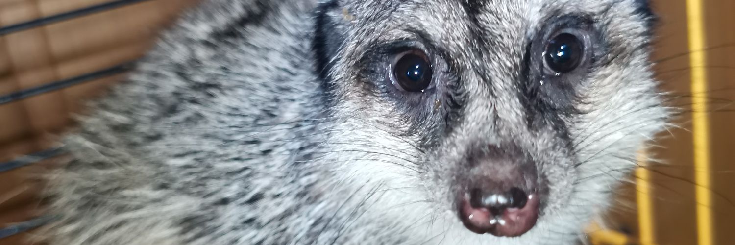 HenriettaAntal's profile banner image