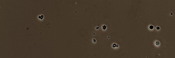 anapfranz1 Profile Banner