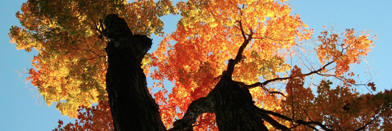 Kate Christison-Lagay banner