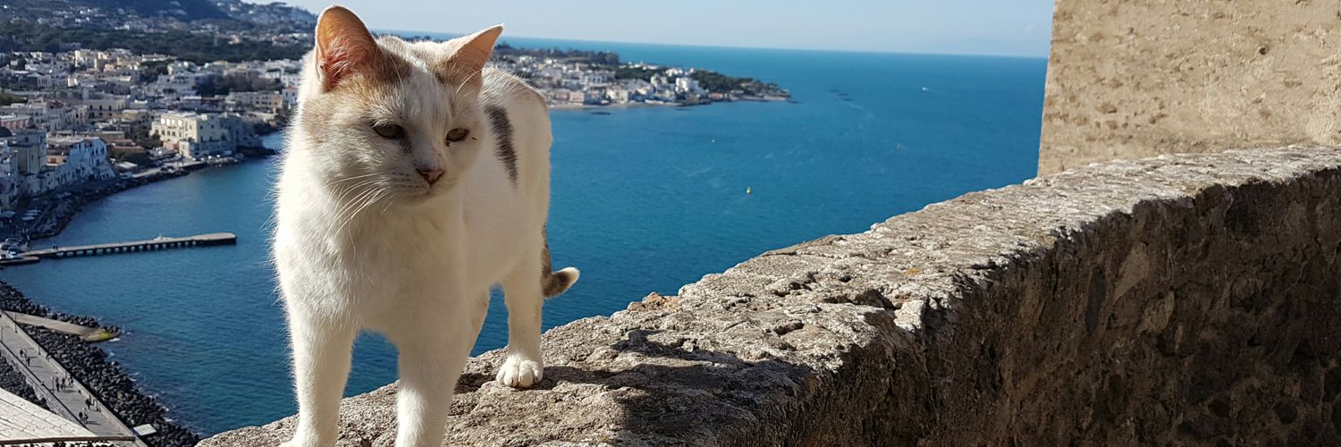 Raquel Baptista banner