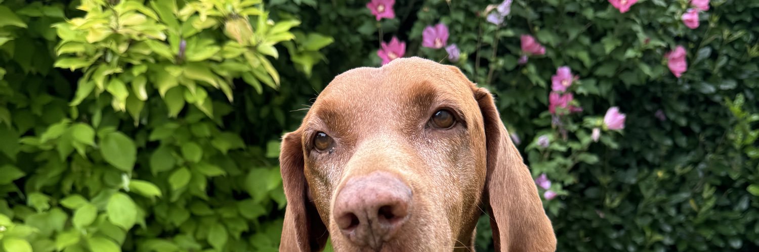 Camille #SaveSWAT banner