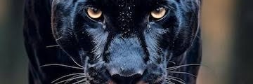 Doneology's profile banner image