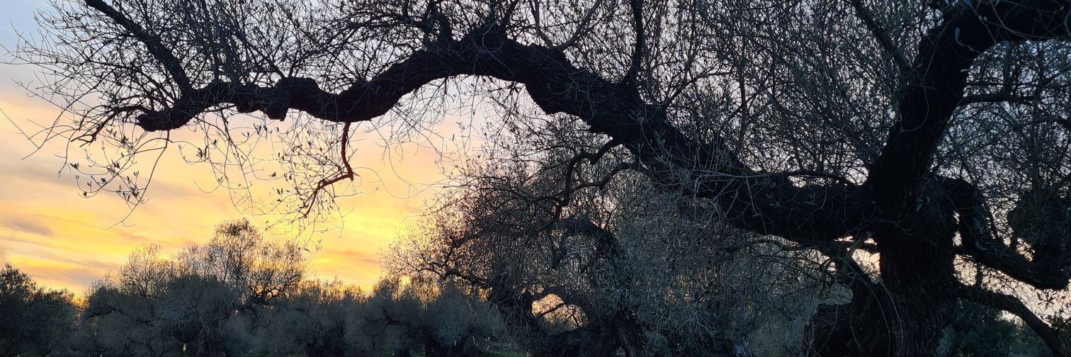 isabelleboix's profile banner image