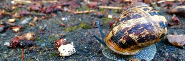 SmallSilenceCIC Profile Banner