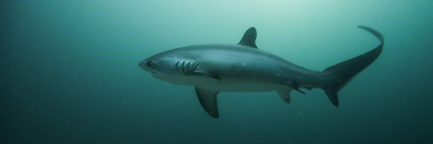 Richard Davis banner