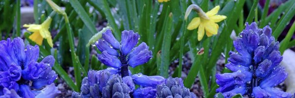 ClinEdULHT Profile Banner