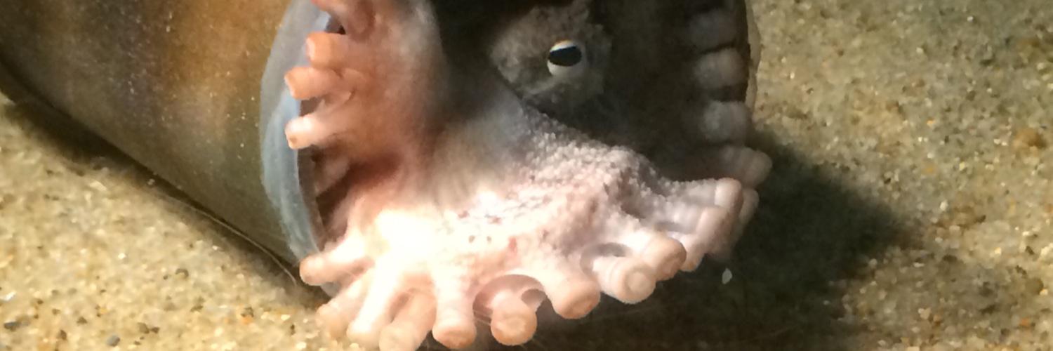 OREe39's profile banner image