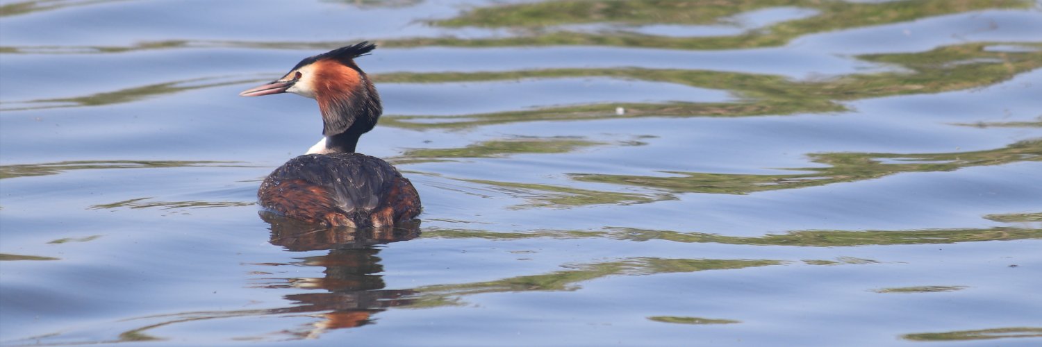 Joost Orchidee 🌏 🌻 banner