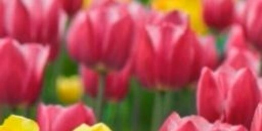 Marcela_LJ's profile banner image