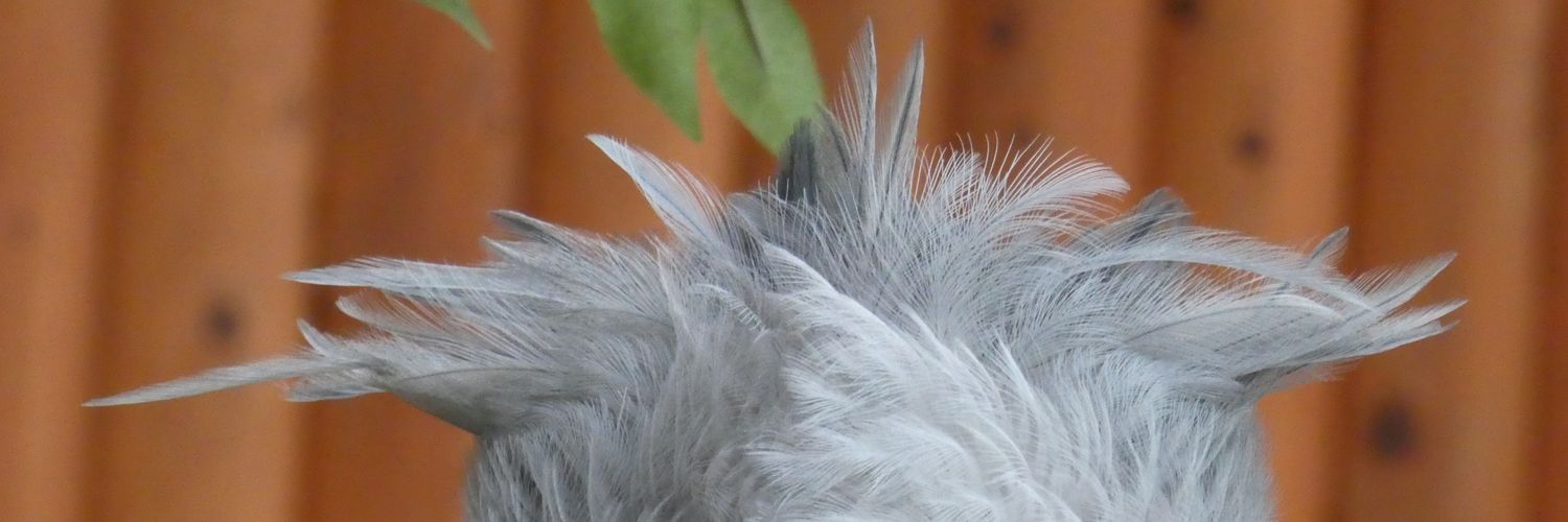 kimuppaAi's profile banner image