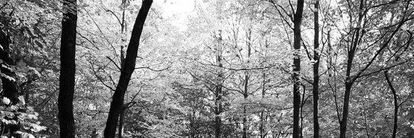 numatheva Profile Banner