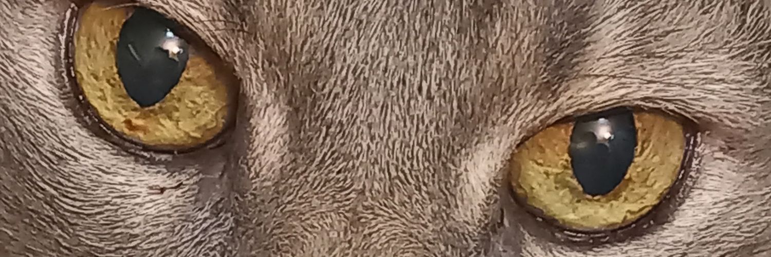 ℚUEEN TIGRIS👑🧡 banner