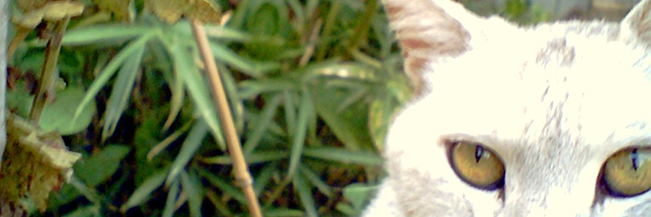 black_black_cat's profile banner image