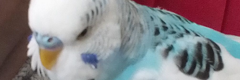 msgumut21's profile banner image