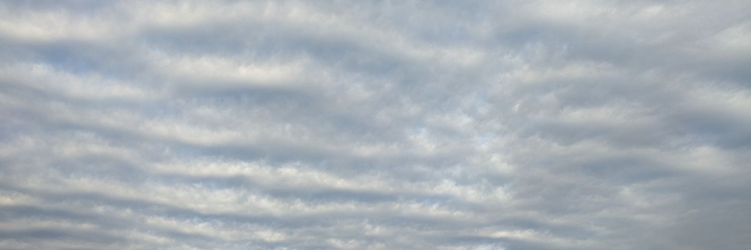 ☯️ sentient dirtbag's banner