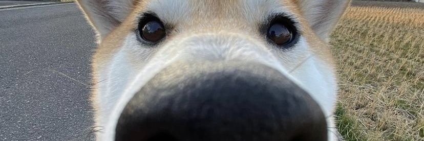 Toadally average banner