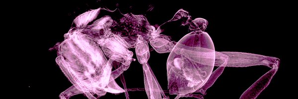 formicoid97 Profile Banner