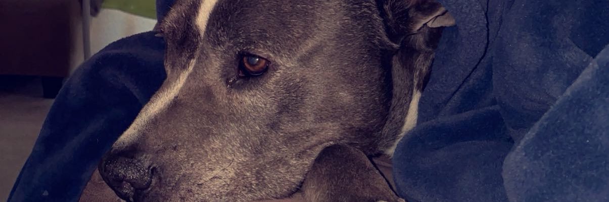 Teeadashoota's profile banner image