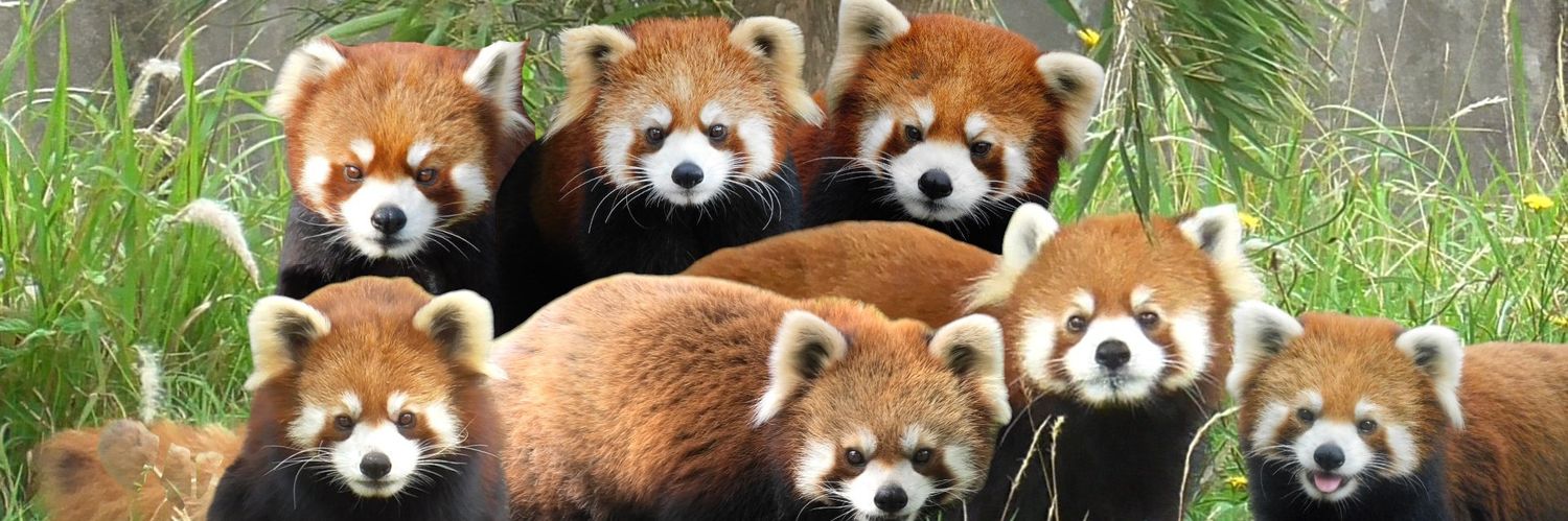 Little Red Panda banner