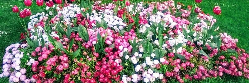 Pobre-sistas. banner