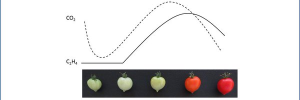 CostRoxy Profile Banner