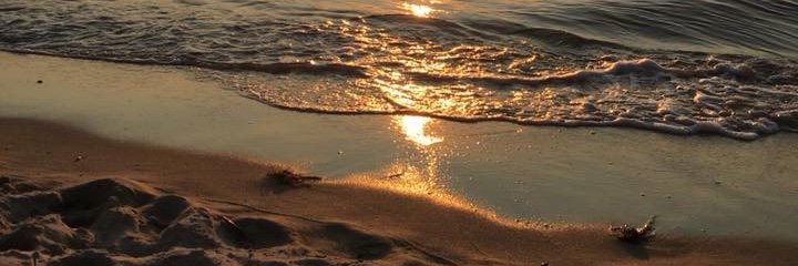 Dr. Emily Meachon banner